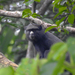 Putty-nosed Monkey - Photo (c) Dérozier Violette, some rights reserved (CC BY-NC), uploaded by Dérozier Violette