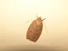 Garrha repandula