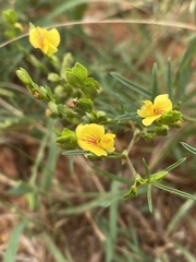 Zornia linearis