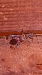 Leptoglossus occidentalis
