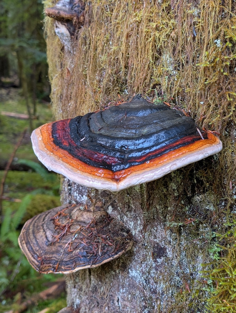 Fomitopsis mounceae · October 2025 · photo: © frondsinhighplaces (iNaturalist, cc-by)
