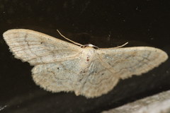 Idaea deversaria