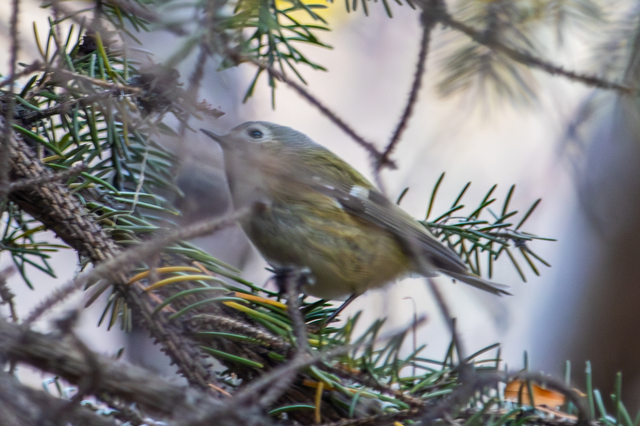 Goldcrest