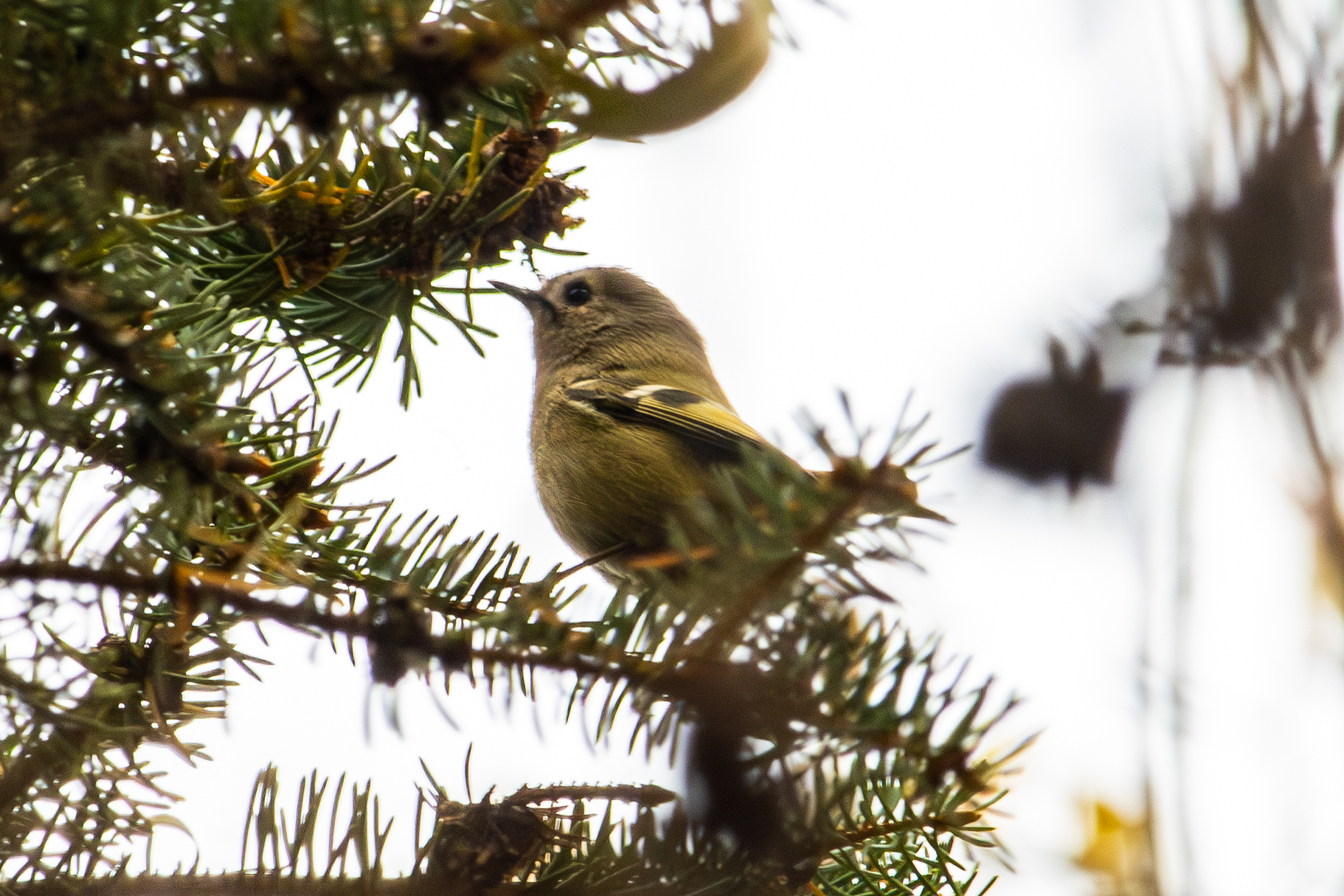 Goldcrest