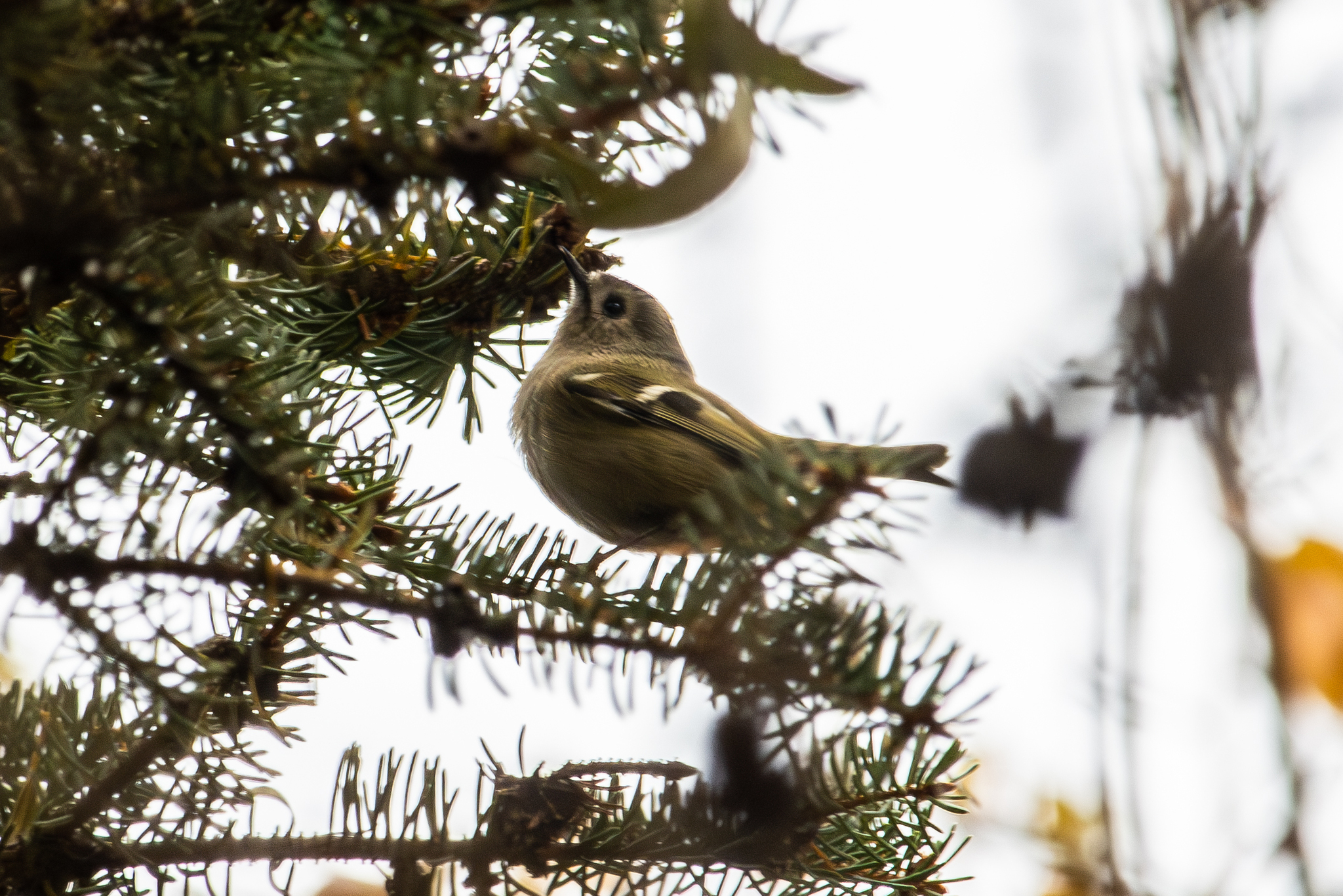Goldcrest