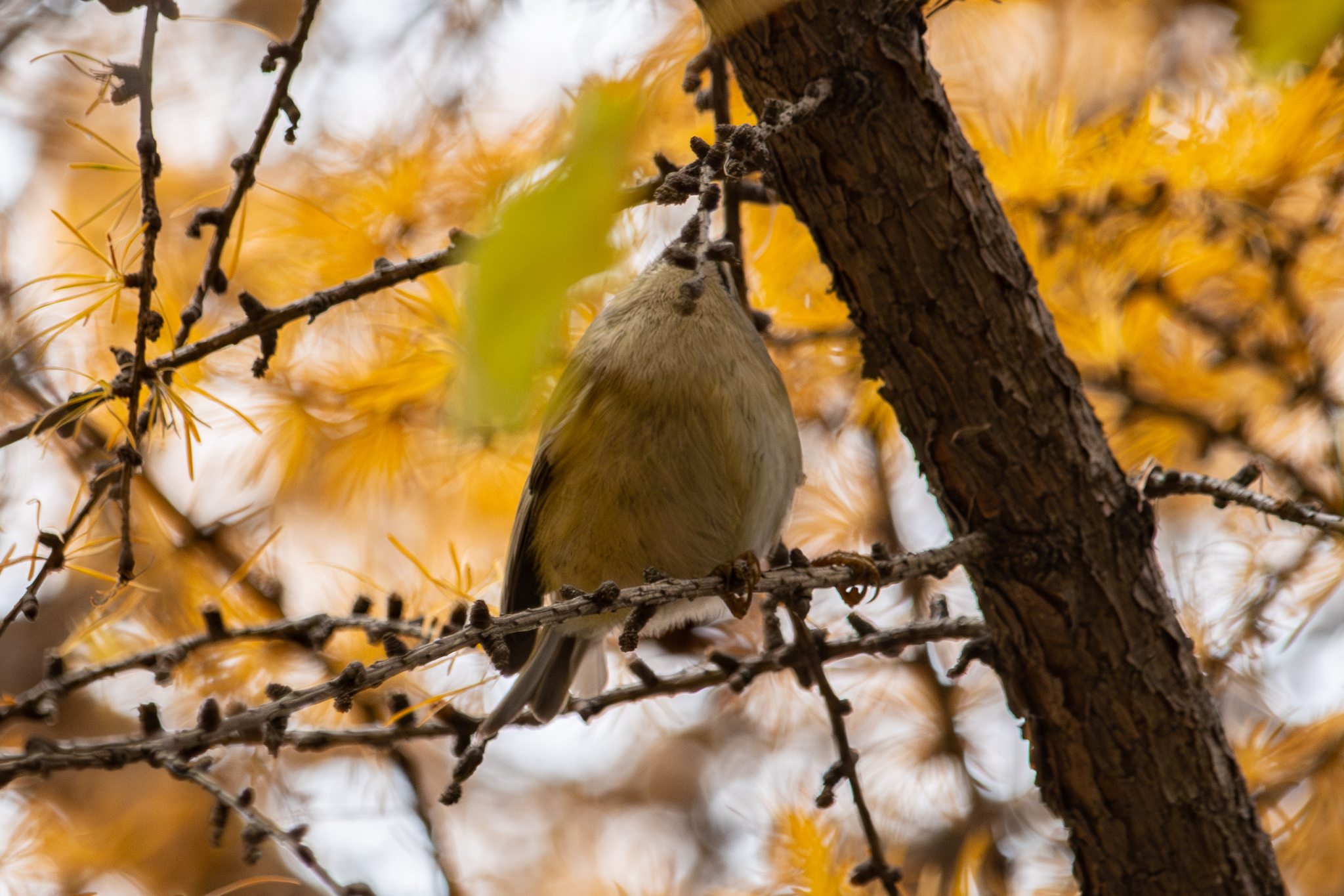 Goldcrest