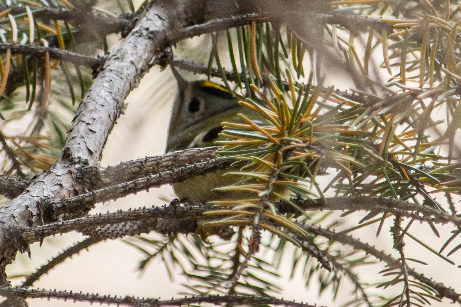 Goldcrest