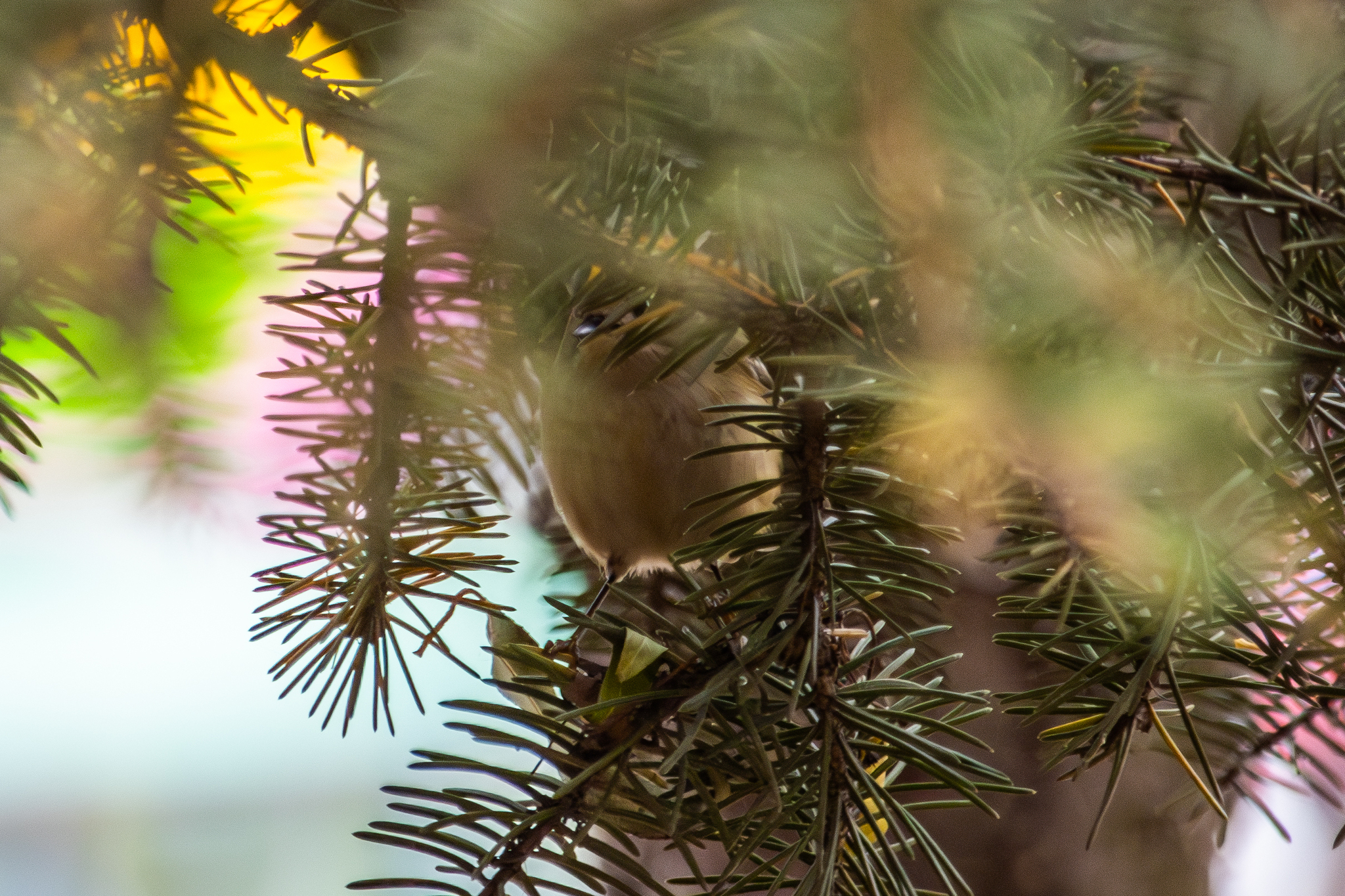 Goldcrest