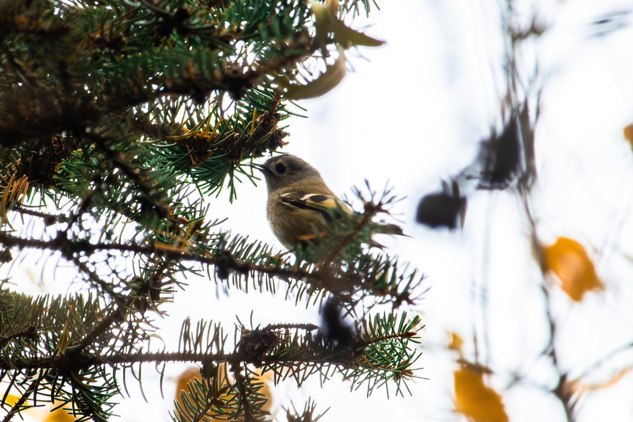 Goldcrest
