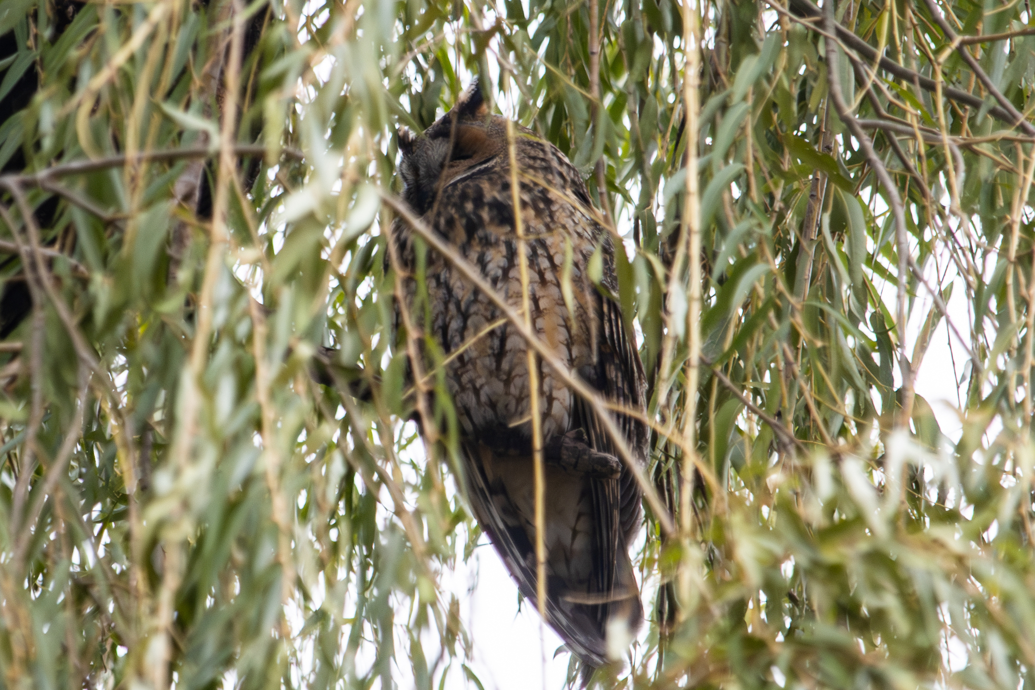 Long-eared Owl