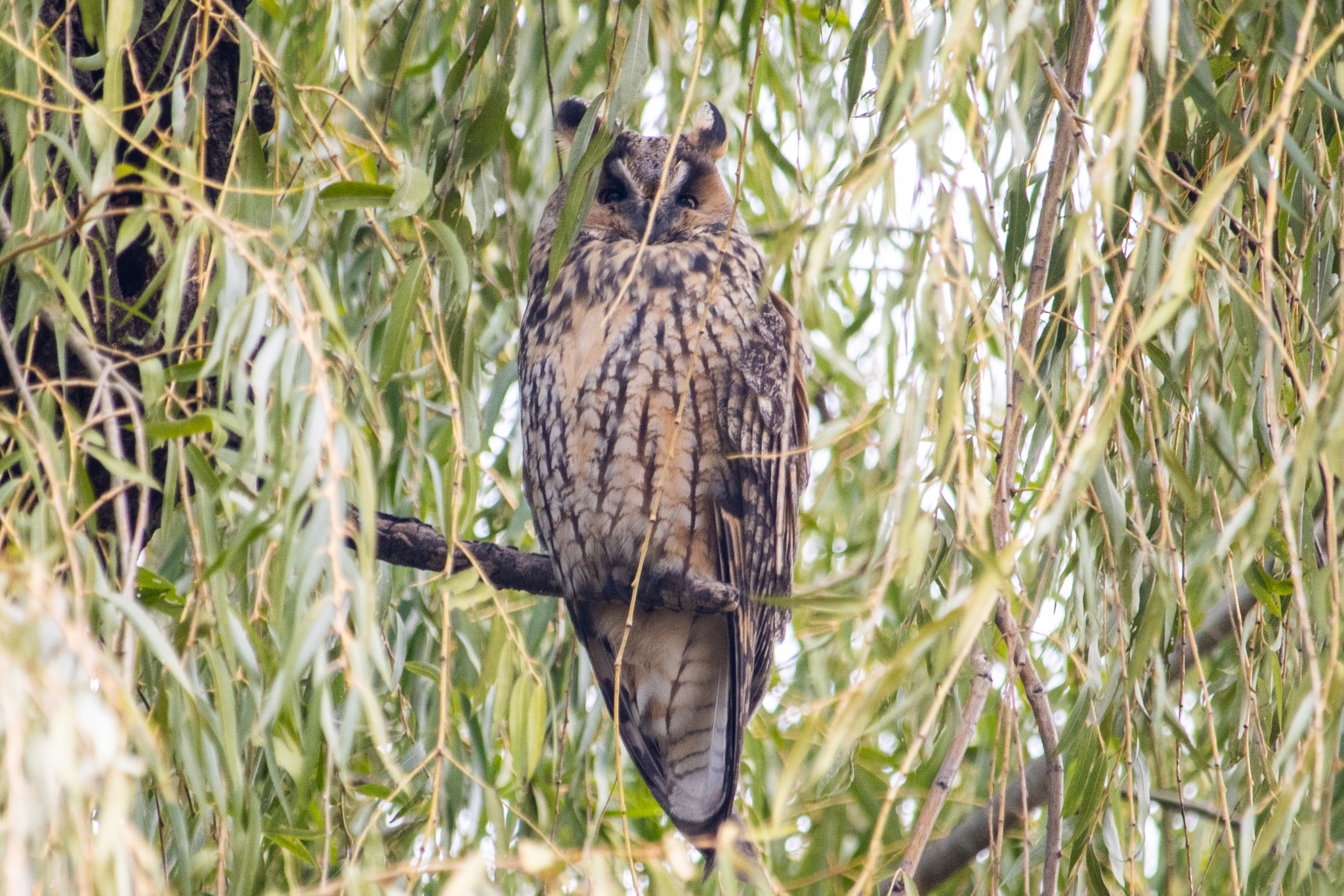 Long-eared Owl