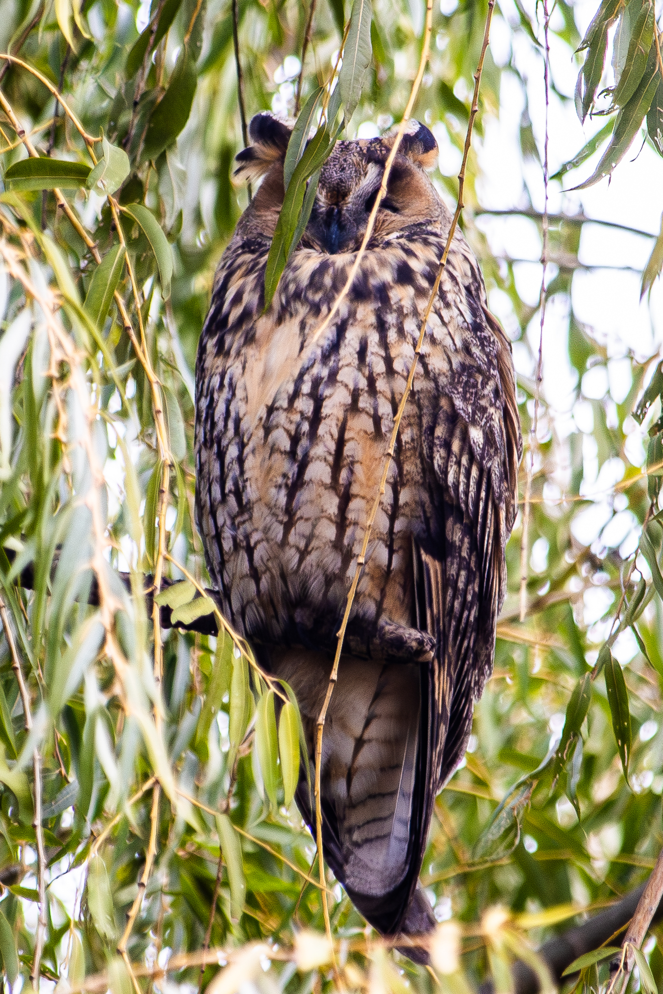 Long-eared Owl