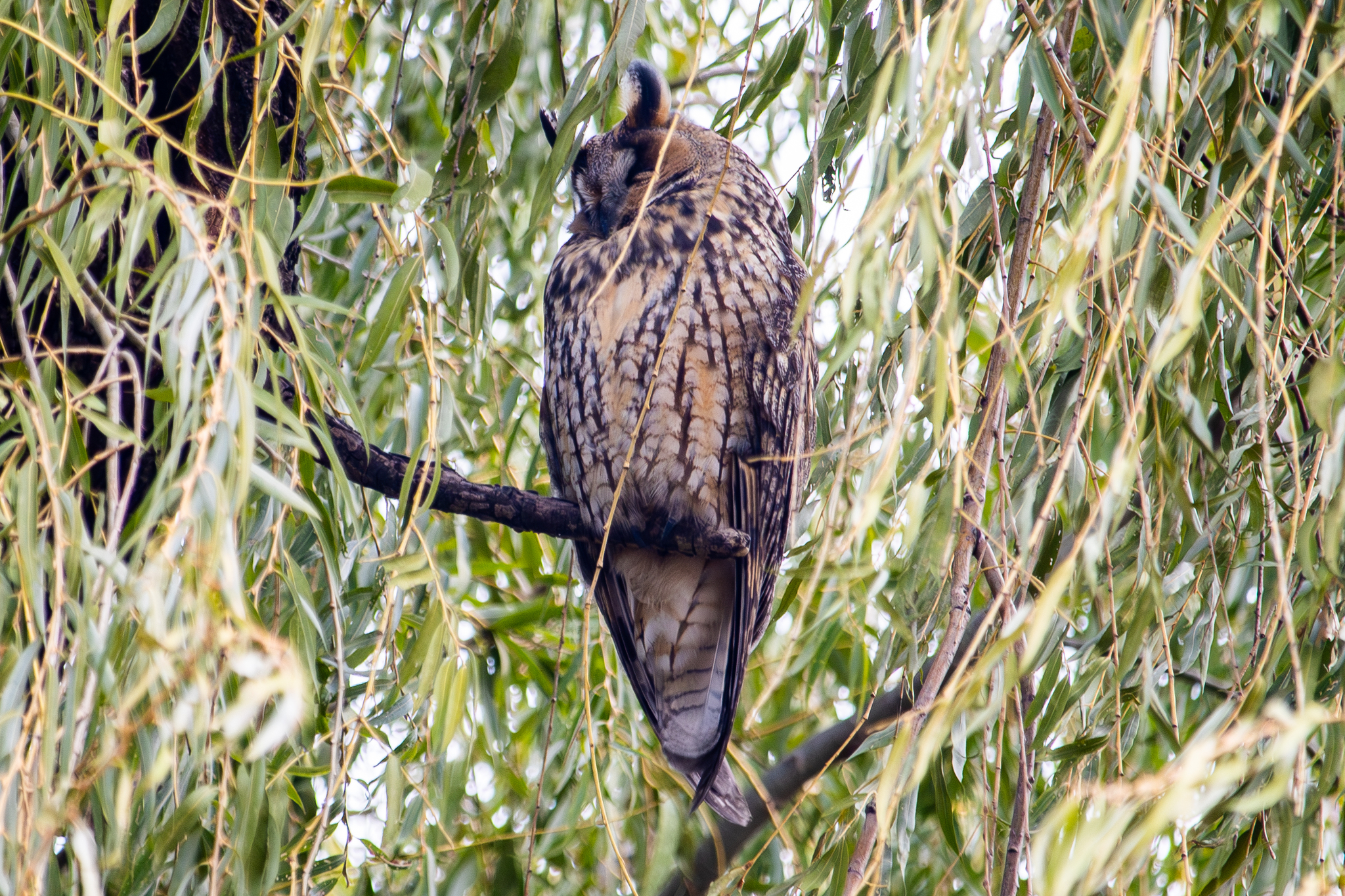 Long-eared Owl