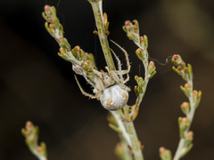 Araneus pallasi