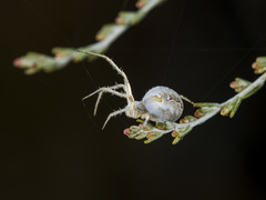 Araneus pallasi