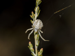 Araneus pallasi