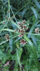 Cyperus vaginatus