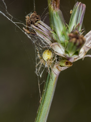 Araneus pallasi