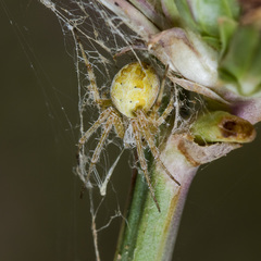 Araneus pallasi