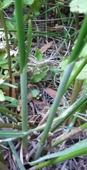 Cyperus vaginatus