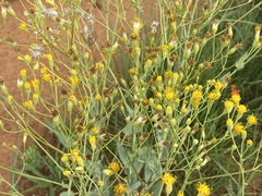Senecio venosus