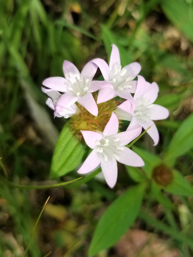 largeflower Mexican clover from Second St, Fort Myers, FL 33905, USA on
