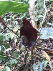 Anthurium caramantae