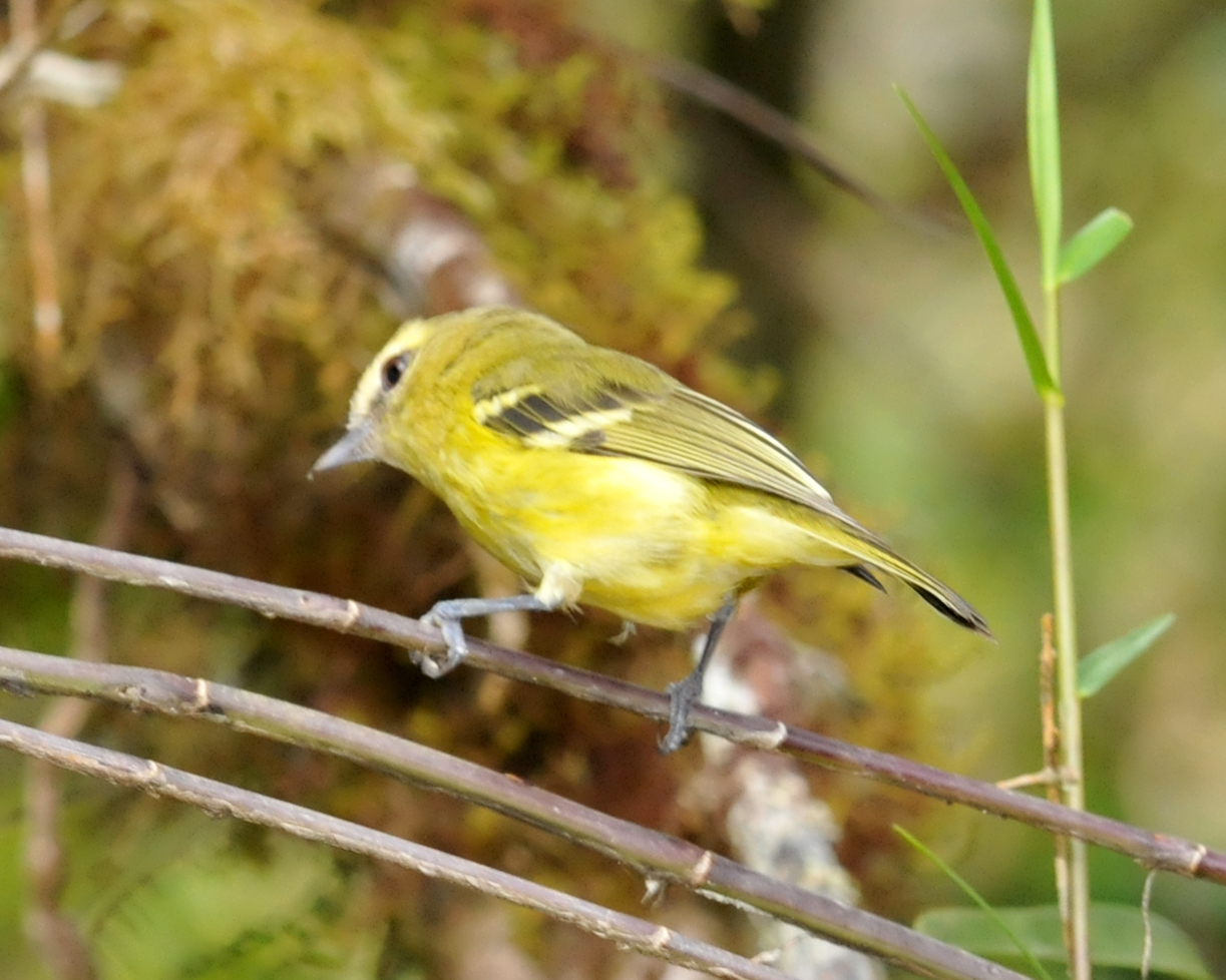 Yellow-winged Vireo (Vireo carmioli)