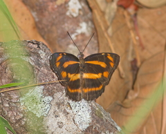 Neptis radha