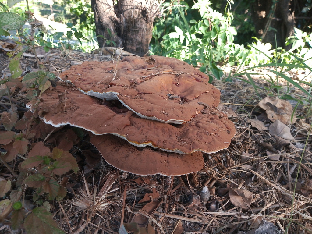 Ganoderma polychromum · October 2025 · photo: © rodolfosalinas (iNaturalist, cc-by)