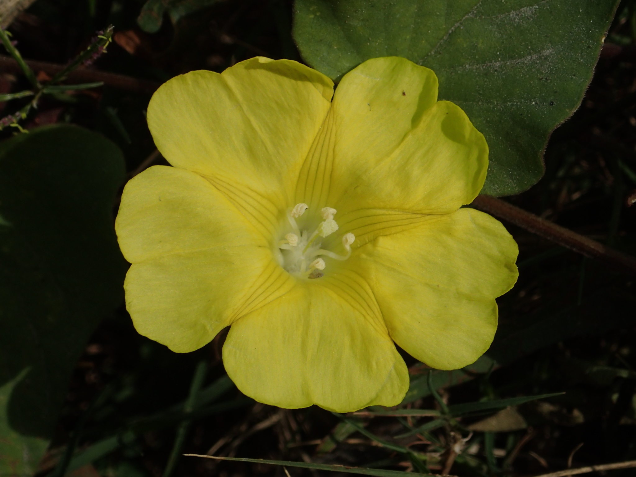 Merremia gemella