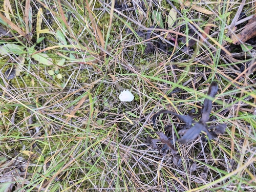 Snowy Waxcap