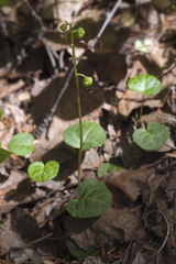 Pyrola renifolia
