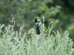 Euplectes albonotatus