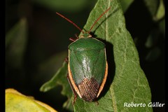 Edessa rufomarginata