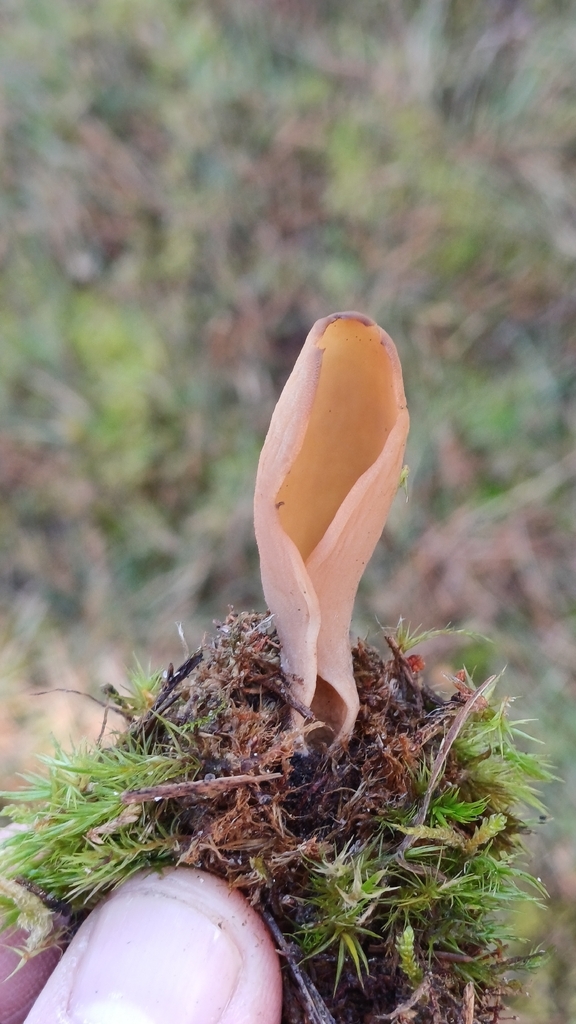 Otidea nannfeldtii
