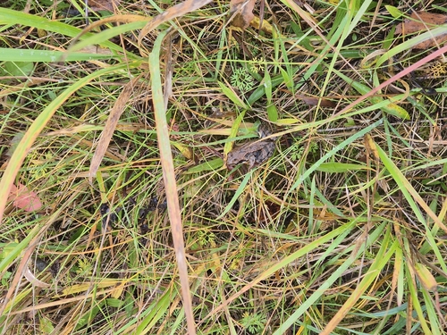 European Common Frog