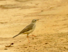 Anthus pallidiventris