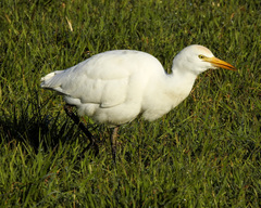 Bubulcus ibis