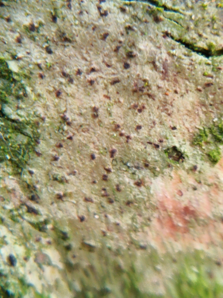 Arthonia didyma
