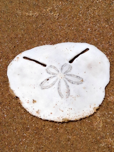 Echinodiscus bisperforatus