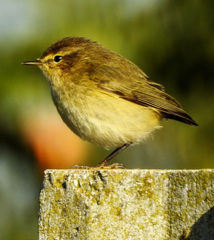 Phylloscopus collybita