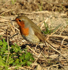 Erithacus rubecula
