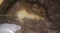 Chaetodipus hispidus