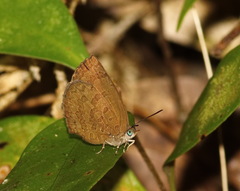 Arhopala paramuta
