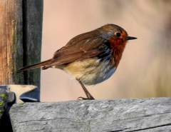 Erithacus rubecula