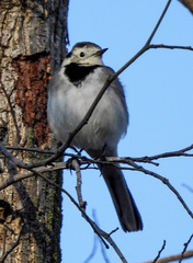 Motacilla alba