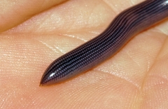 Afrotyphlops mucruso