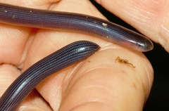 Afrotyphlops mucruso