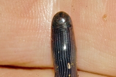 Afrotyphlops mucruso